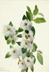 Felsen-Weide Salix vestita