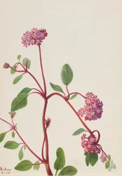 Sandverbene (Abronia umbellata)