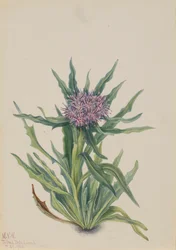 Saussurea densa