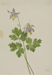 Kurzspornige Akelei (Aquilegia brevistyla)