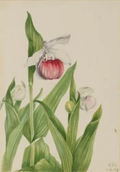 Frauenschuh (Cypripedium reginae)