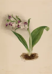 Prachtorchideen (Orchis spectabilis)