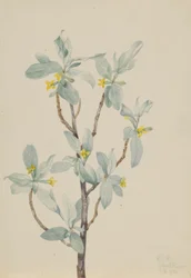 Silberbeere (Elaeagnus commutata)
