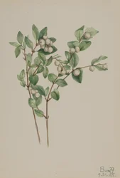 Schneebeere Symphoricarpos albus, 1918