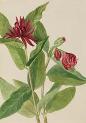 Gewürzstrauch (Calycanthus occidentalis)
