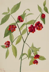 Herzbeerenstrauch-"Herzen platzen vor Liebe" (Euonymus Americanus)