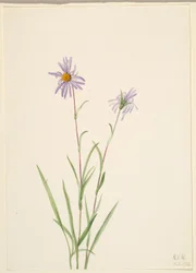 Sumpfaster (Aster paludosus)