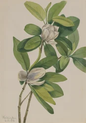 Sumpf-Magnolie Magnolia virginiana, 1918