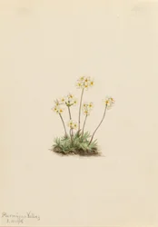 Süße Androsace (Androsace carinata)