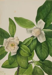 Sumpfmagnolie (Magnolia virginiana)