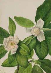 Magnolia virginiana (Lorbeer-Magnolie)