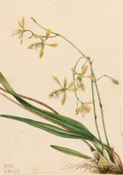 Tampa Epidendrum (Epidendrum tampense)