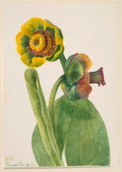 Ohne Titel - Blumenstudie