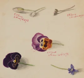 Ohne Titel - Blumenstudie, 1873