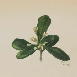 Ohne Titel - Blumenstudie, 1876