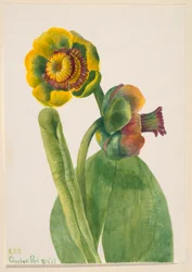 Ohne Titel--Blumenstudie, 1939