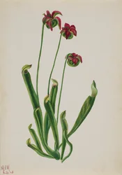 Ohne Titel - Blumenstudie