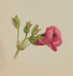 Ohne Titel - Blumenstudie, ca. 1876