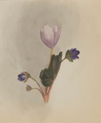 Ohne Titel--Blumenstudie, ca. 1876.