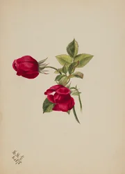 Ohne Titel--Rose, 1878