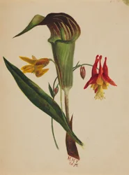 Ohne Titel (Jack in the Pulpit)