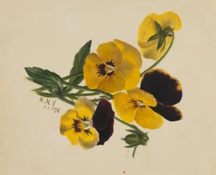 Ohne Titel (Stiefmütterchen)