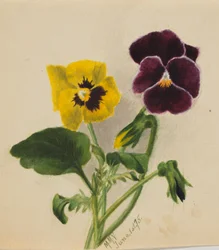 Ohne Titel (Stiefmütterchen)
