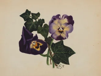 Ohne Titel (Stiefmütterchen und Efeu)