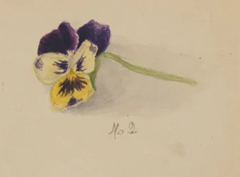 Ohne Titel (Stiefmütterchen)