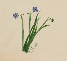 Ohne Titel, 1875
