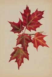 Ohne Titel Herbstblätter, 1877