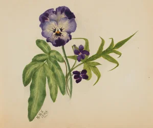 Ohne Titel (Stiefmütterchen)