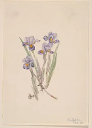 Frühlings-Iris (Iris verna)