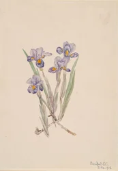 Frühlings-Iris Iris verna, 1918