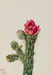 Wandelnder Cholla (Opuntia imbricata)
