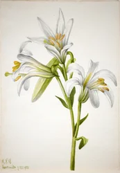 Washington-Lilie (Lilium washingtonianum)