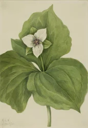 Wachstrillium Trillium album, 1921