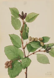 Westliche Grüne Erle Alnus sinuata