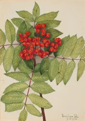 Westliche Eberesche Sorbus sambucifolia, 1918