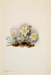 Weiße Dryade (Dryas octopetala)