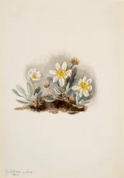 Weiße Dryade Dryas octopetala, 1902