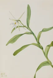 Weißes Epidendrum Epidendrum nocturnum