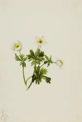 Weiße Trollblume (Trollius albiflorus)
