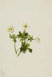 Weiße Trollblume Trollius albiflorus, 1899