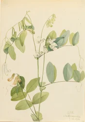 Weiße Erbse Lathyrus ochroleucus, 1920