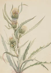 Weiße Distel (Cirsium hookeranum)