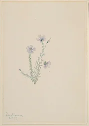 Wilder Flachs (Linum lewisii)