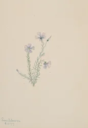 Wilder Flachs Linum lewisii, 1919