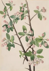 Wilder süßer Apfel Malus coronaria, 1920