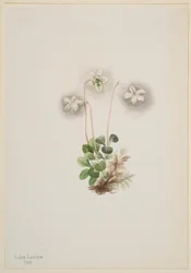 Waldnymphe (Moneses uniflora)